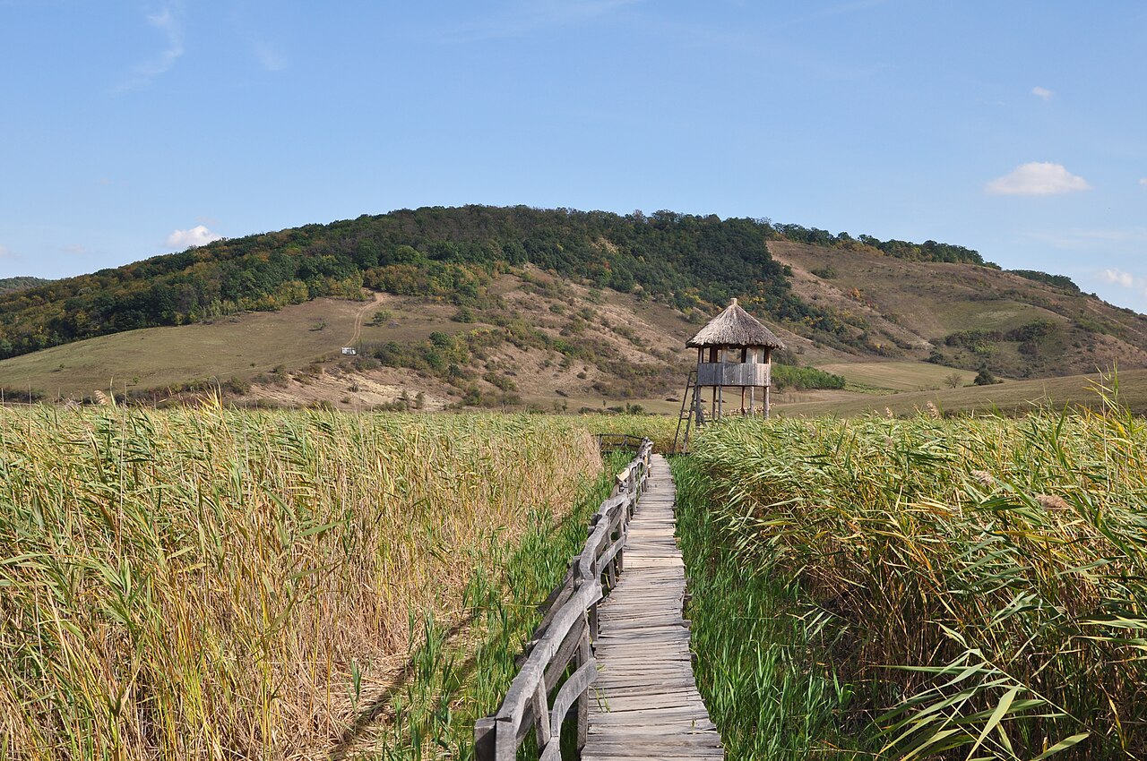 Reedbeds in the Stufărișurile de la Sic nature reserve in Cluj County
